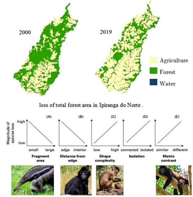 Loss of forest area in Brazil