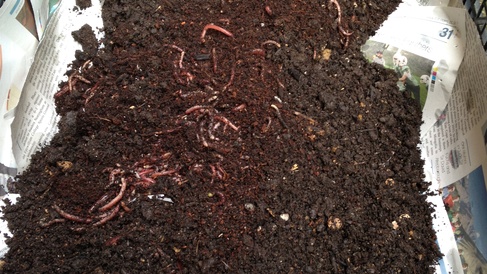 Christ's College Worm Farm - Change Challenge Project