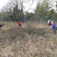 Bin Brook Meadow, Coton Reserve