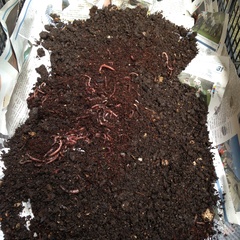 Christ's College Worm Farm - Change Challenge Project