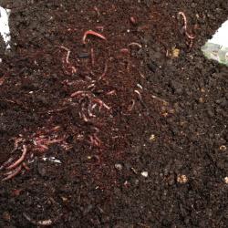 Christ's College Worm Farm - Change Challenge Project