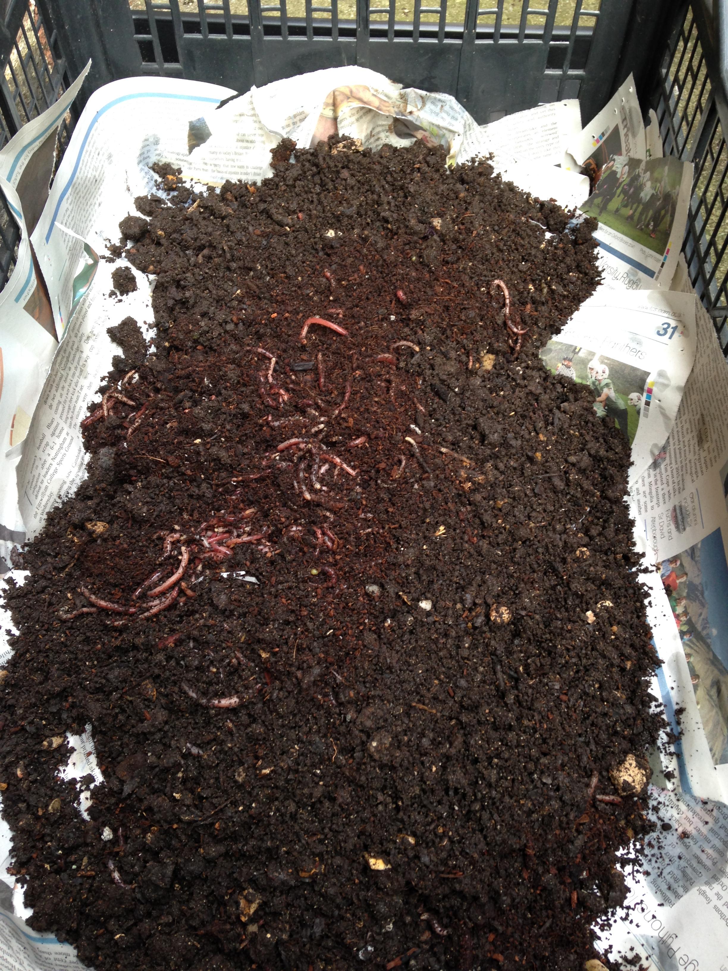 Christ's College Worm Farm - Change Challenge Project